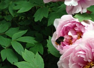 La Déhiscence du Coeur