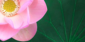 Ouvert à la Vérité