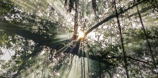 Voir à travers le Drame