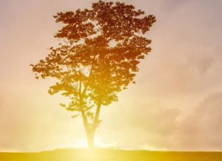 Le Conseil des Neuf : L’Espoir