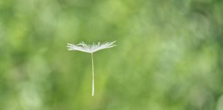 Des esprits connectés dans la Bénédiction