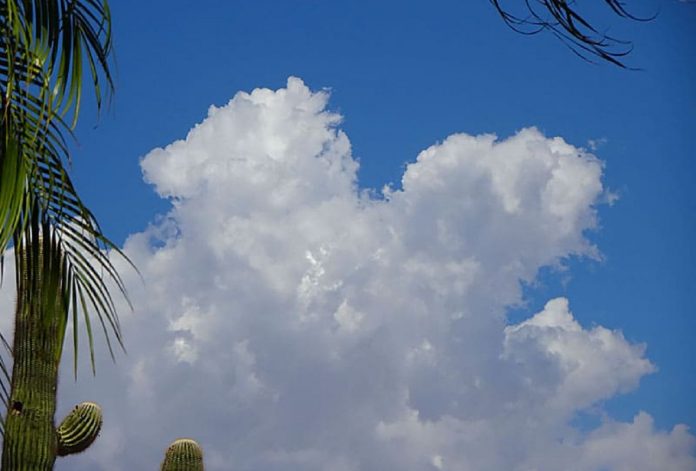 cactus - nuages