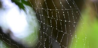 Le monde est la projection de vos pensées