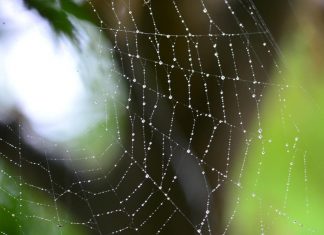 Le monde est la projection de vos pensées
