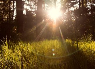 Découvrir l’Amour