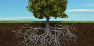 Les Racines de vos Souffrances