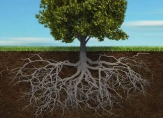 Les Racines de vos Souffrances