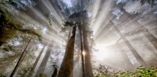 Rien ne pourra arrêter la Liberté et l’Ascension, soyez en sûr!