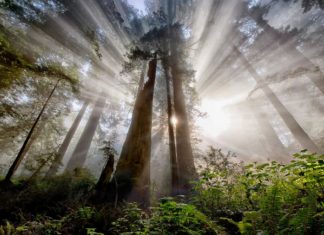 Rien ne pourra arrêter la Liberté et l’Ascension, soyez en sûr!