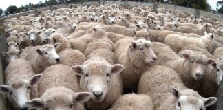 Appeler les autres « Moutons »