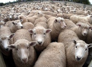 Appeler les autres « Moutons »