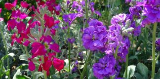 Ne craignez pas les différences