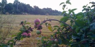 Par le Regard du Créateur