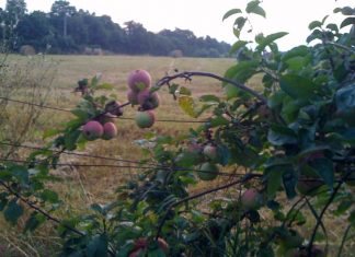 Par le Regard du Créateur