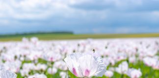 L’ange de la Joie et Rose de Lumière : Votre multi-dimensionnalité