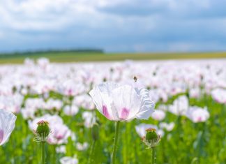 L’ange de la Joie et Rose de Lumière : Votre multi-dimensionnalité