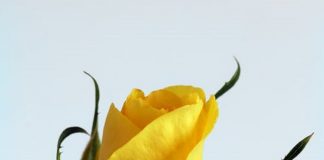 Le Créateur – Vous…