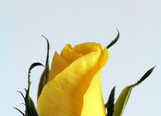 Le Créateur – Vous…