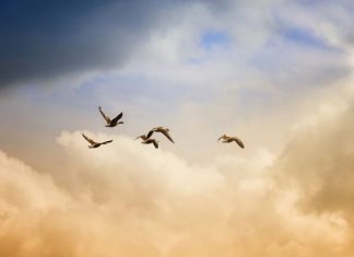 Autant en emporte l’Amour