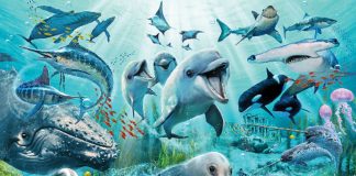 Souvenez-vous des Baleines, Dauphins et Toutes les Créatures de la Mer