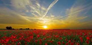 Levez-vous et Marchez !