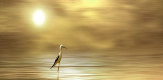 La Conscience Éclairée