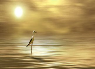 La Conscience Éclairée