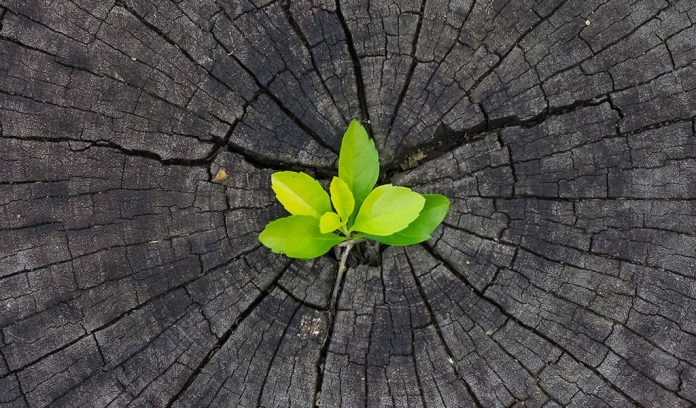 arbre - possibilité