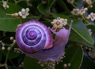 Un Message des Escargots