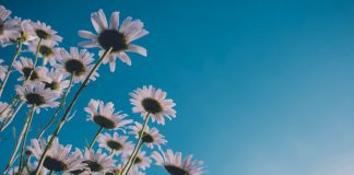 Voir à travers la Comédie