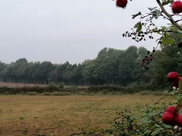 nature - champ - foret