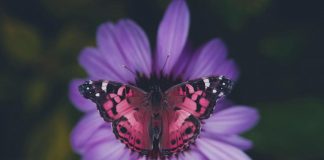 Danser avec tous les êtres