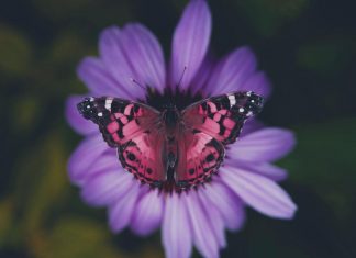 Danser avec tous les êtres