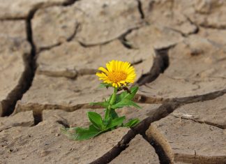 Ne voyez pas le complot mais ressentez la FORCE