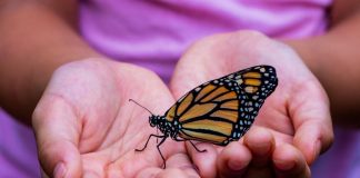Un papillon sur la main