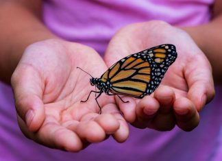 Un papillon sur la main