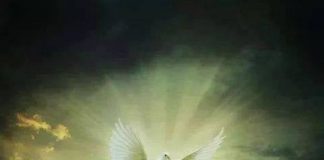 « La marronnier te dit » !