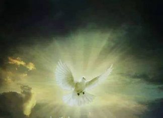 « La marronnier te dit » !