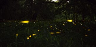 Une constellation de choses séparées et distinctes