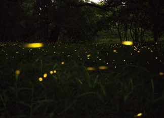 Une constellation de choses séparées et distinctes