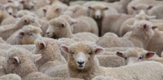 Votre docilité à l’égard des directives imposées est étonnante..!