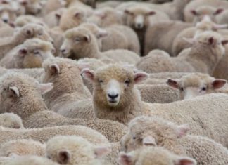 Votre docilité à l’égard des directives imposées est étonnante..!