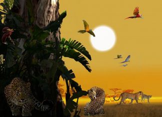 Les Outils pour Rester Centrés