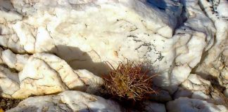 Opportunité ou Défi ?