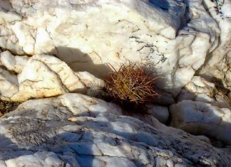 Opportunité ou Défi ?