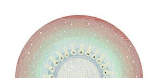 Pleine Lune de Neige