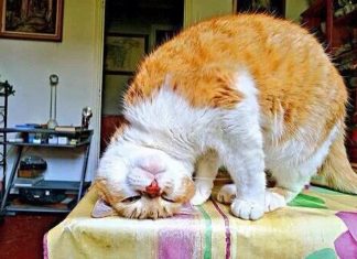 Le Créateur – Une autre Perspective