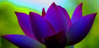 Il n’est aucun péril