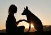 Soutenez les Animaux par vos Vibrations d’Amour