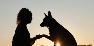 Soutenez les Animaux par vos Vibrations d’Amour